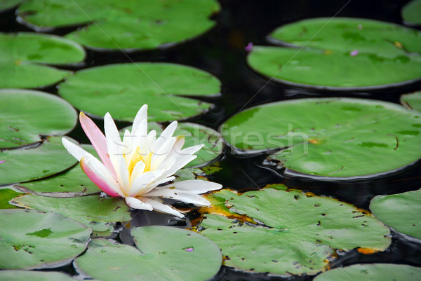 Water lily blooming Stock photo © elenaphoto