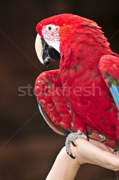 Stock photo: Scarlet Macaw