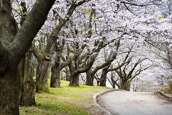весны яблоневый сад яблоко деревья Сток-фото © elenaphoto
