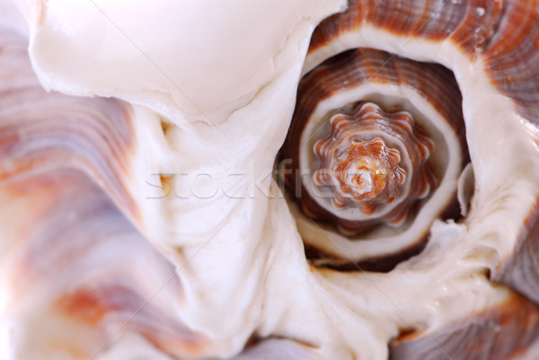 Seashell fragment Stock photo © elenaphoto