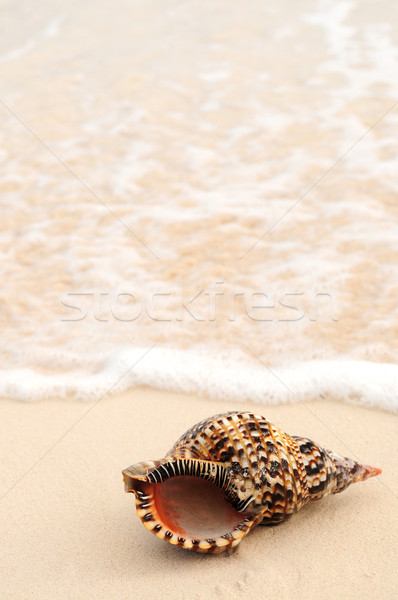 Seashell and ocean wave Stock photo © elenaphoto