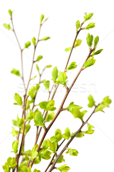 Stok fotoğraf: Yeşil · bahar · yaprakları · genç · yalıtılmış