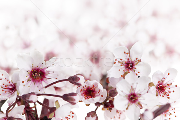 Schönen rosa Kirschblüten Blumen Blüte Stock foto © elenaphoto