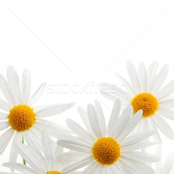 Gänseblümchen weiß Gänseblümchen Blumen isoliert Hintergrund Stock foto © elenaphoto