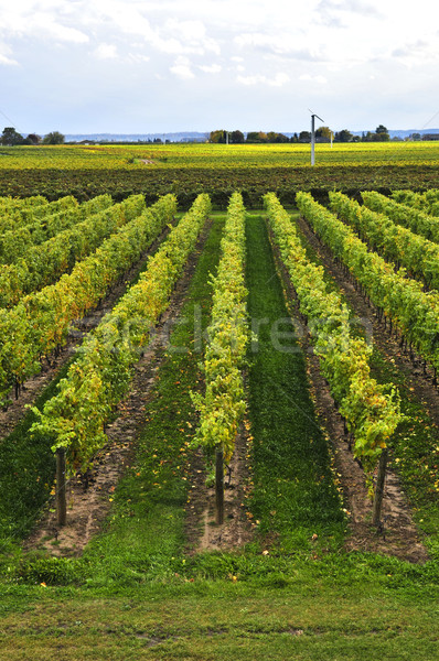 Vineyard Stock photo © elenaphoto