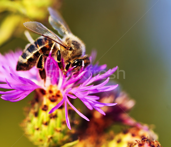 пчелиного меда Bee крыльями меда ошибка Сток-фото © elenaphoto