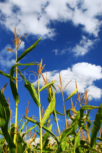 Kukorica mező farm növekvő kék ég égbolt Stock fotó © elenaphoto