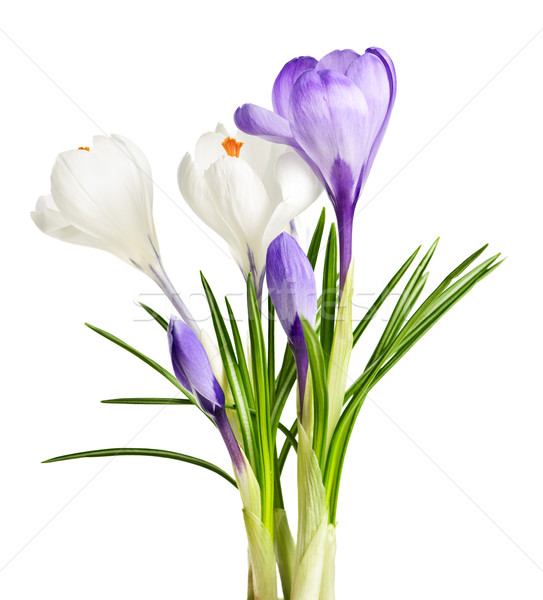 Foto d'archivio: Primavera · crocus · fiori · bianco · viola · isolato