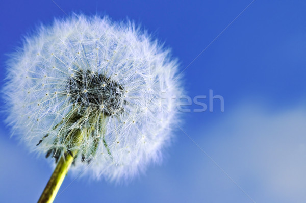 Stockfoto: Paardebloem · blauwe · hemel · achtergrond · Blauw · hoofd