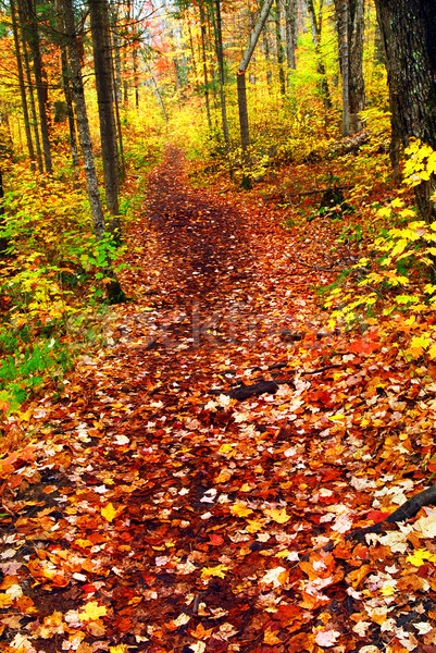 Trail in fall forest Stock photo © elenaphoto