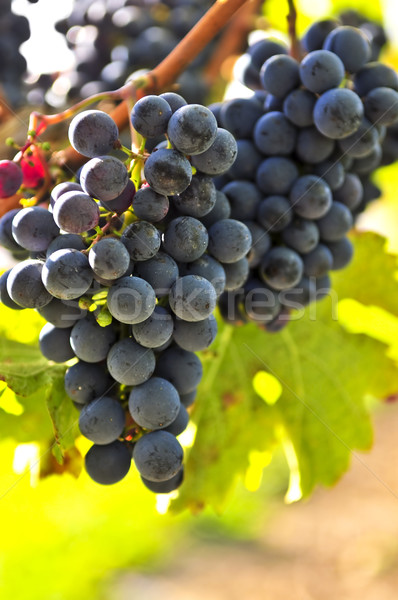 Red grapes Stock photo © elenaphoto