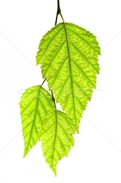 Oddziału zielone liście odizolowany biały charakter Zdjęcia stock © elenaphoto