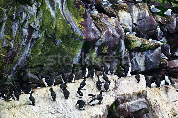 Birds at Cape St. Mary's Ecological Bird Sanctuary in Newfoundland Stock photo © elenaphoto
