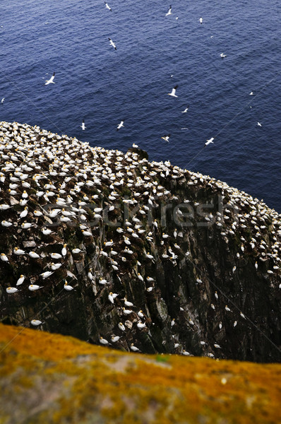 Ecologice pasăre natură ocean călători Imagine de stoc © elenaphoto