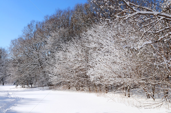 Winter forest Stock photo © elenaphoto