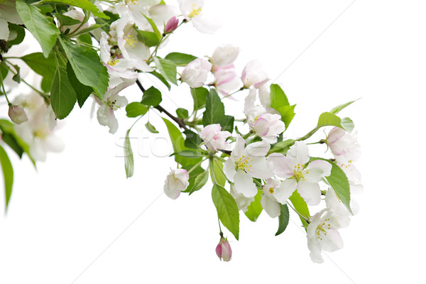 Foto stock: Manzano · rama · aislado · blanco · árbol