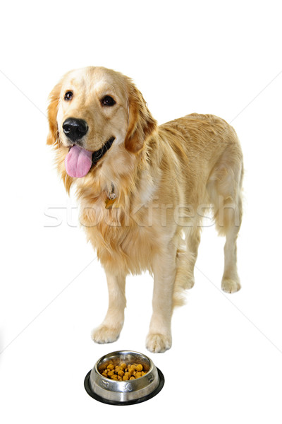 Golden retriever dog with food dish Stock photo © elenaphoto