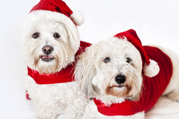 Two cute dogs in santa outfits Stock photo © elenaphoto