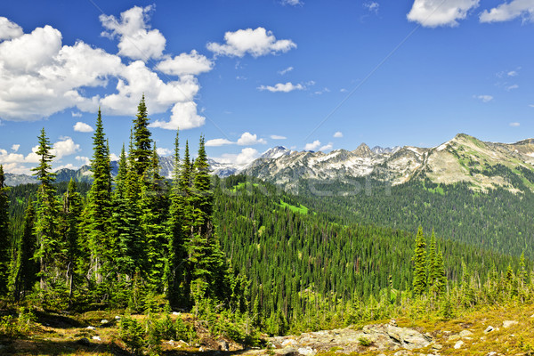 Rocky mountain view from Mount Revelstoke Stock photo © elenaphoto