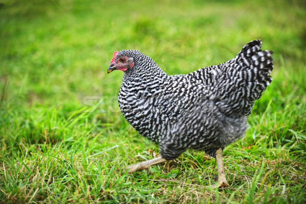 Chicken walking on green pasture Stock photo © elenaphoto