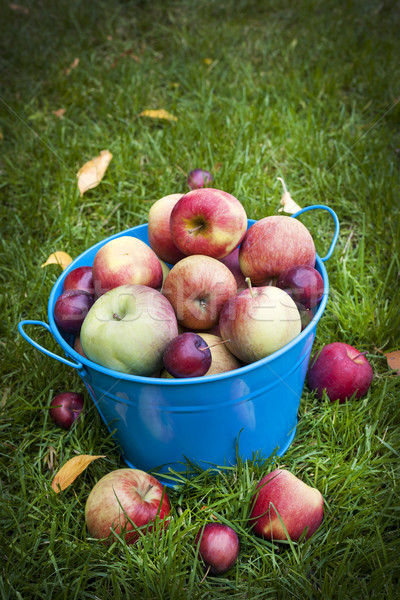 Apple harvest Stock photo © elenaphoto