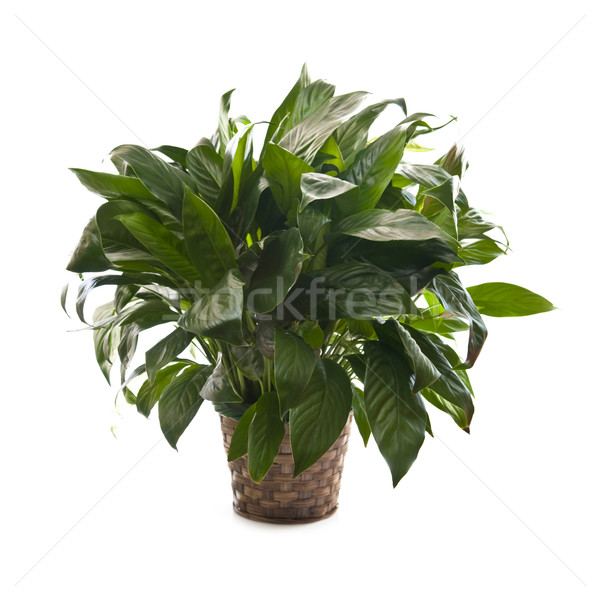 Houseplant on white background Stock photo © elenaphoto