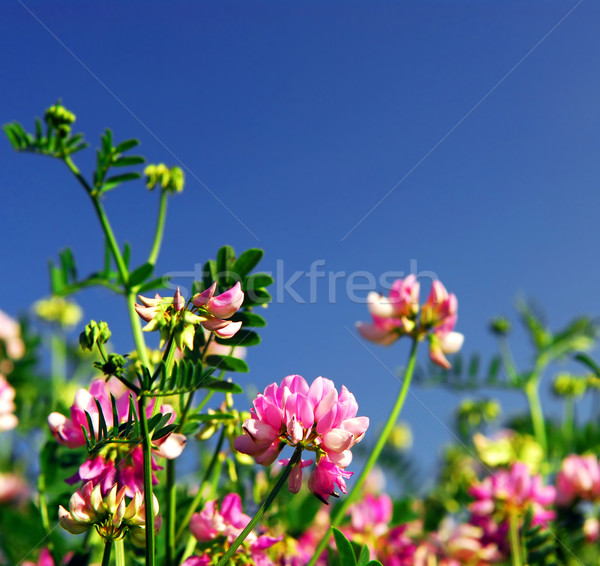 Sommer Wiese Blüte rosa Blumen Krone Stock foto © elenaphoto