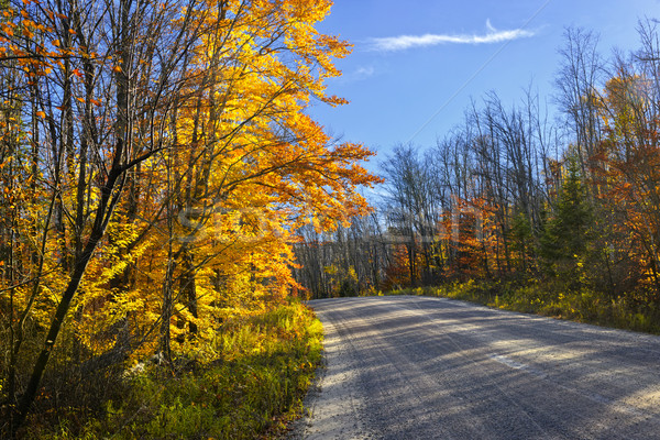 Caída forestales carretera camino de grava colorido ontario Foto stock © elenaphoto