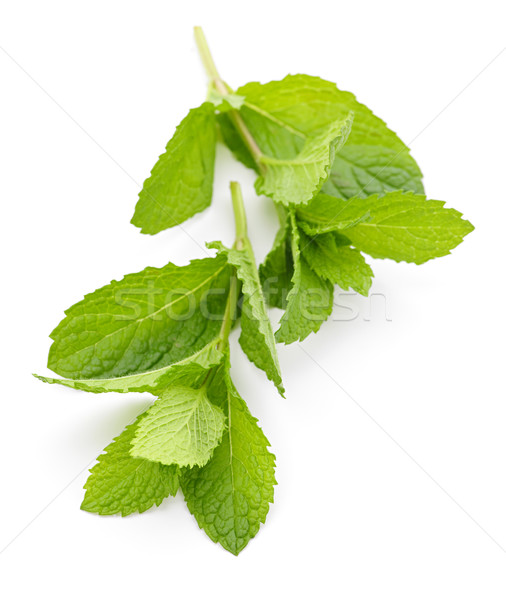 Stock photo: Mint sprigs