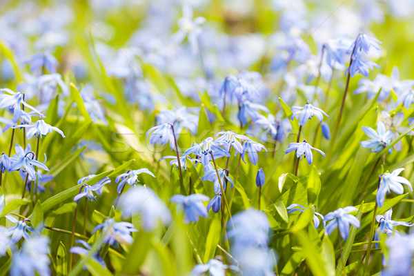 Spring blue flowers glory-of-the-snow Stock photo © elenaphoto