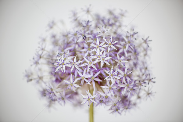 Stock photo: Flowering onion flower