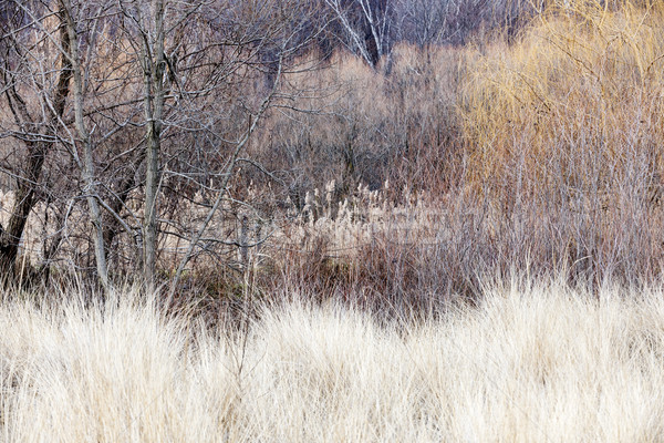 Winter woodland background Stock photo © elenaphoto