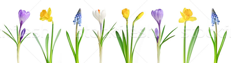 Stock foto: Frühlingsblumen · Zeile · isoliert · weiß · Ostern · Blumen
