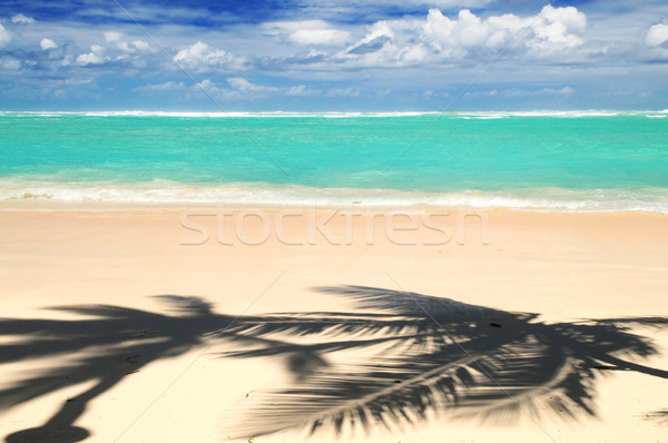 Tropical beach Stock photo © elenaphoto