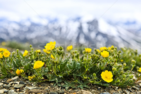 Alpine meadow in Jasper National Park Stock photo © elenaphoto