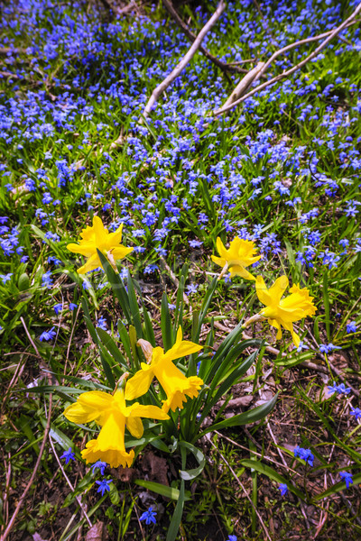 Spring wildflowers Stock photo © elenaphoto