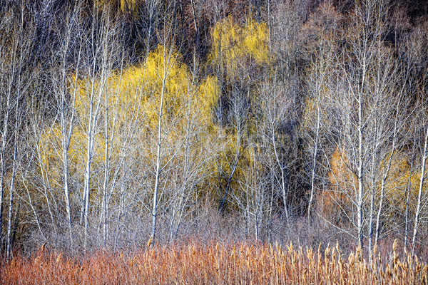 Tél erdő tájkép meztelen fák természet Stock fotó © elenaphoto