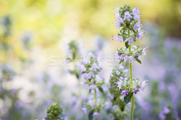 Flowering thyme Stock photo © elenaphoto