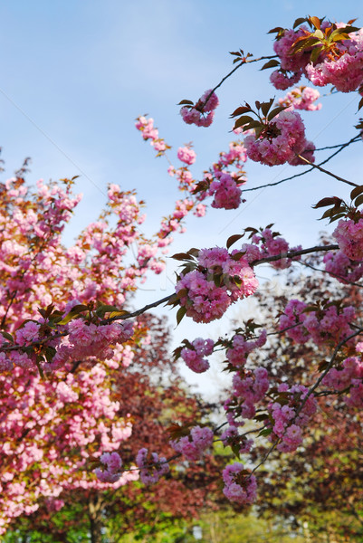 Boomgaard appelboomgaard roze bloesems voorjaar Stockfoto © elenaphoto