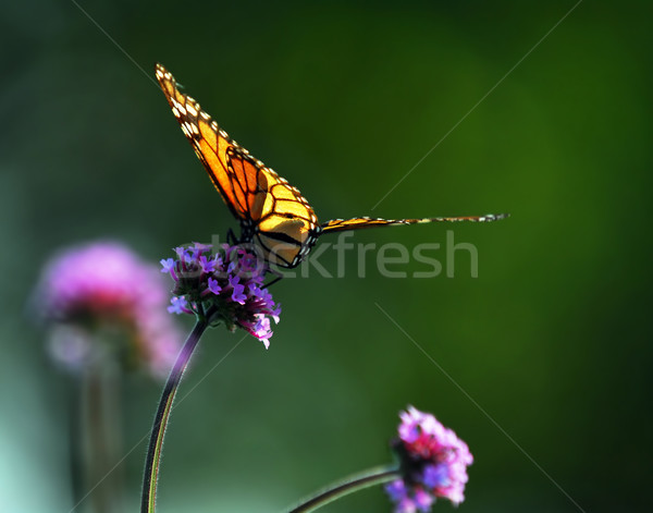 Monarch butterfly Stock photo © elenaphoto