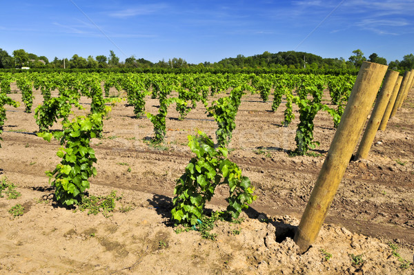 Vineyard Stock photo © elenaphoto