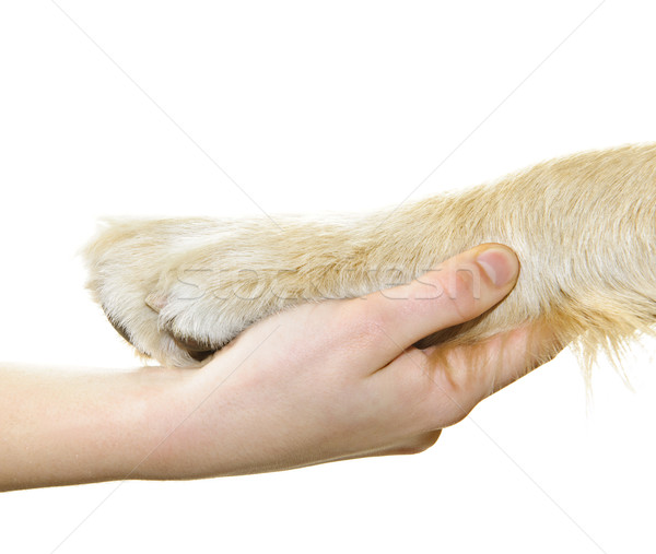 Stock foto: Menschlichen · Hand · halten · Hund · paw · isoliert · weiß