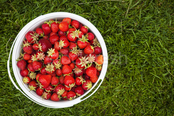 Pail of fresh strawberries on green grass Stock photo © elenaphoto