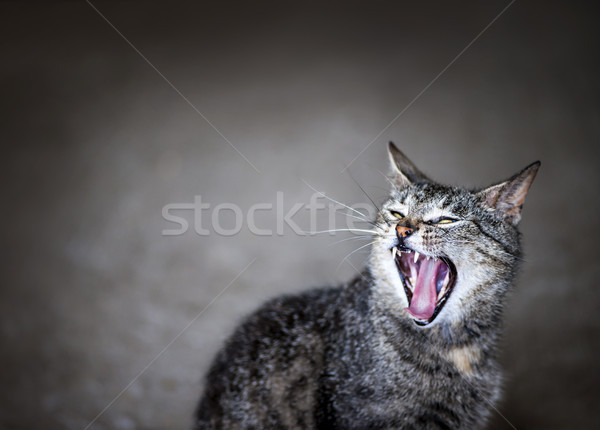 Kat grijs huisdier mond breed Stockfoto © elenaphoto