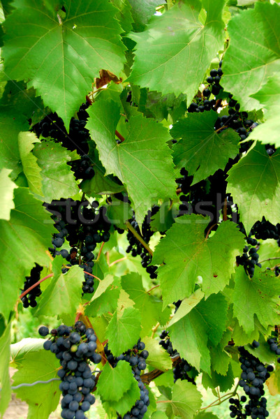 Stock photo: Grapes
