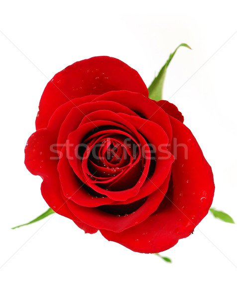 Rose Red fleur isolé blanche rosée gouttes [[stock_photo]] © elenaphoto