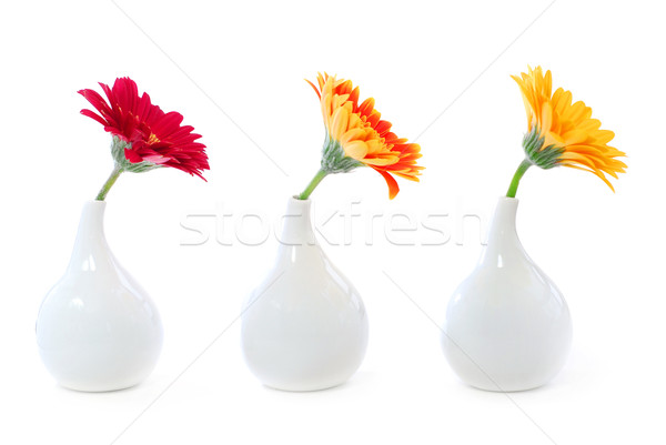 Design de interiores três flores isolado branco elemento Foto stock © elenaphoto