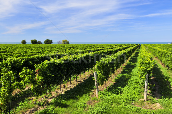 Vineyard Stock photo © elenaphoto