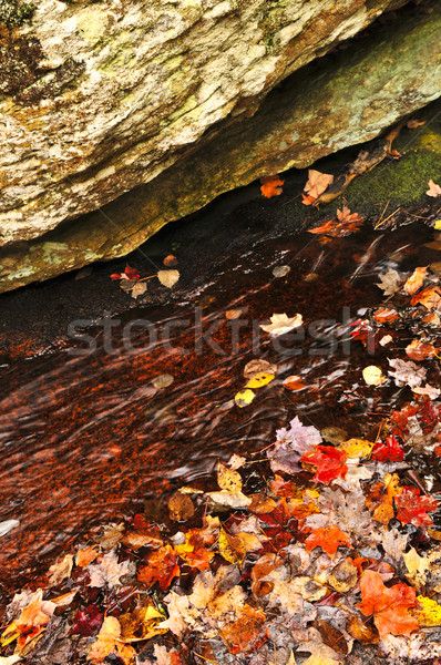 Meer wal vallen bos kleurrijk Stockfoto © elenaphoto