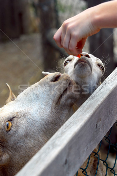 Zoo Kind Ernährung Ziegen Kinder Spaß Stock foto © elenaphoto